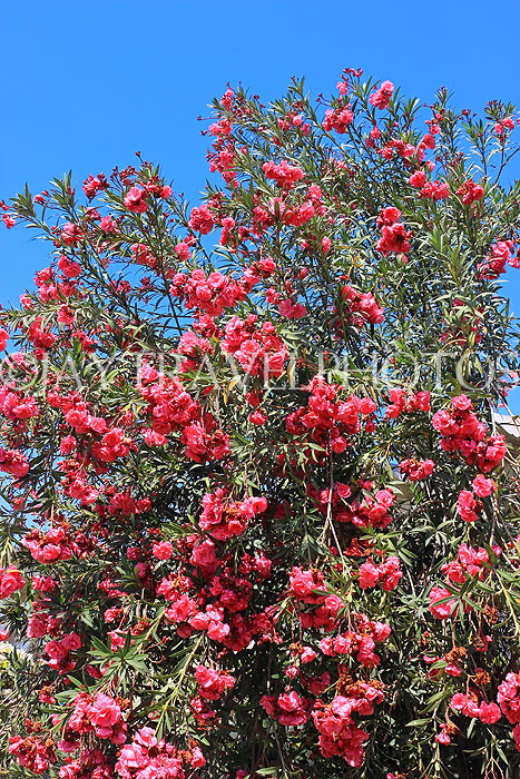 BAHRAIN, Al Jasra, house garden flowers, Oleander flowers, BHR2434JPL