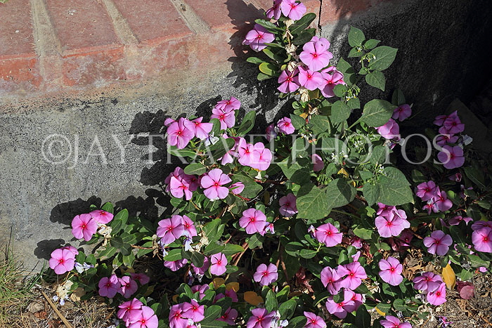 BAHRAIN, Al Jasra, house garden flowers, Periwinkles, BHR1948JPL
