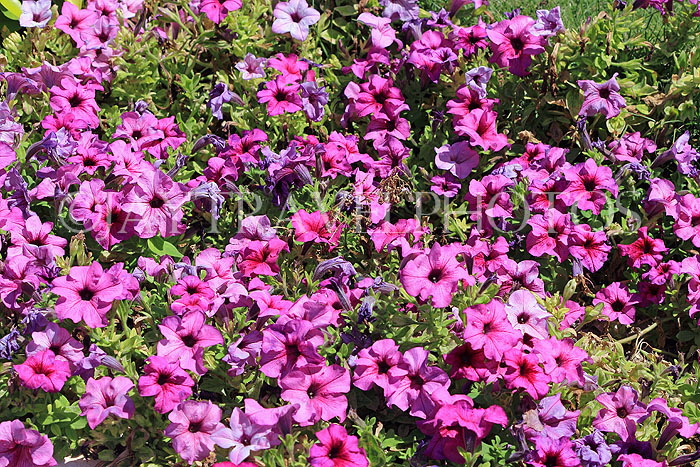 BAHRAIN, Al Jasra, house garden flowers, Petunia flowers, BHR1492JPL