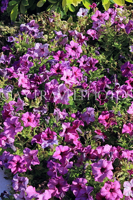 BAHRAIN, Al Jasra, house garden flowers, Petunia flowers, BHR1493JPL