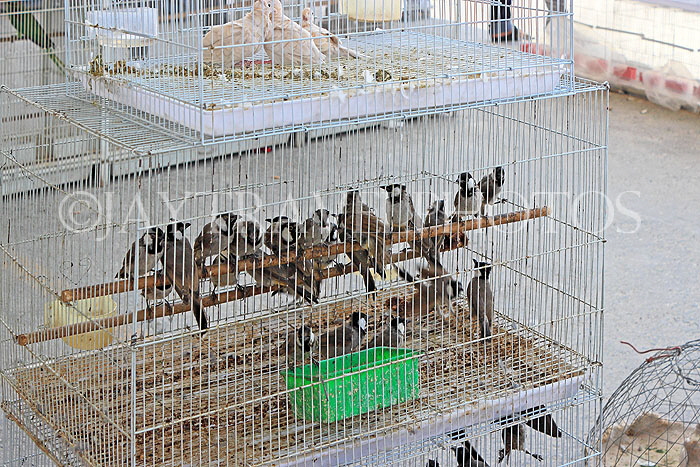 BAHRAIN, Isa Town Market (souk), flea market, bird market, BHR453JPL