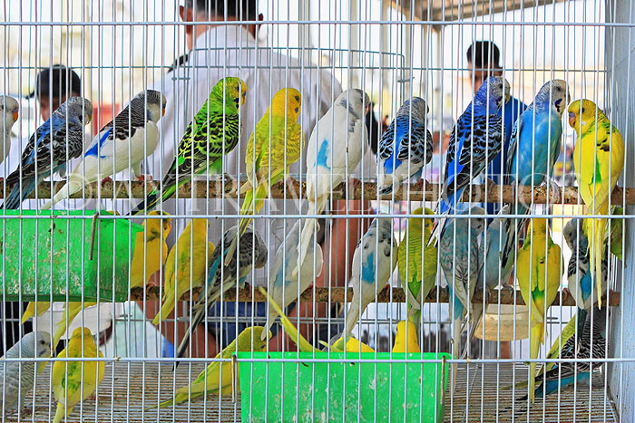 BAHRAIN, Isa Town Market (souk), flea market, bird market, BHR454JPL