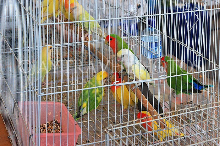 BAHRAIN, Isa Town Market (souk), flea market, bird market, BHR457JPL