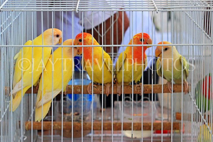 BAHRAIN, Isa Town Market (souk), flea market, bird market, BHR458JPL