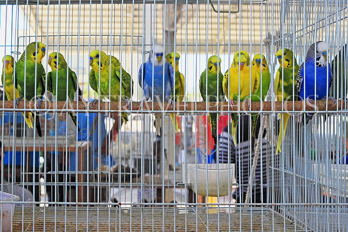 BAHRAIN, Isa Town Market (souk), flea market, bird market, BHR460JPL