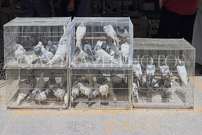 BAHRAIN, Isa Town Market (souk), flea market, bird market, BHR462JPL