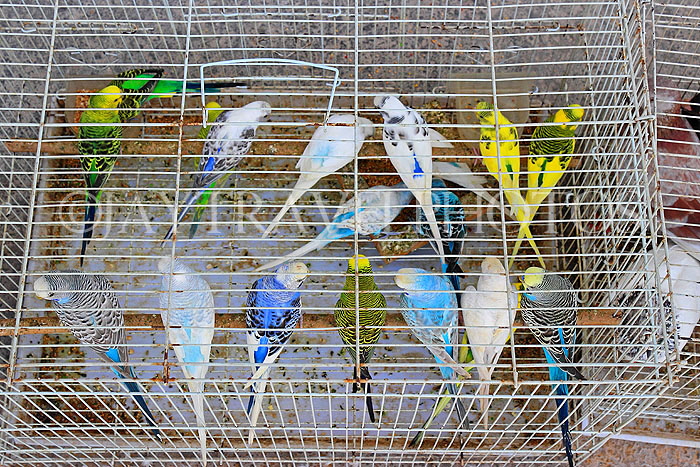 BAHRAIN, Isa Town Market (souk), flea market, bird market, BHR464JPL