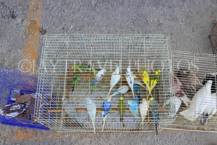 BAHRAIN, Isa Town Market (souk), flea market, bird market, BHR465JPL