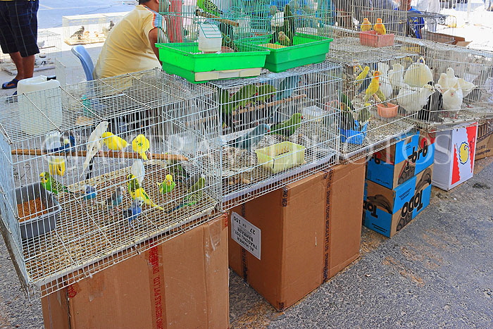 BAHRAIN, Isa Town Market (souk), flea market, bird market, BHR466JPL