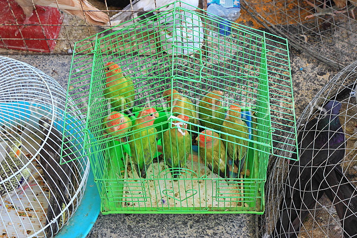 BAHRAIN, Isa Town Market (souk), flea market, bird market, BHR468JPL