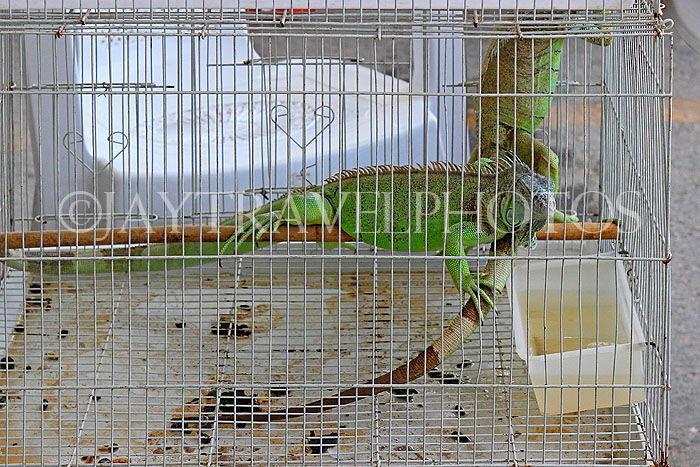 BAHRAIN, Isa Town Market (souk), flea market, lizards for sale (as pets), BHR455JPL