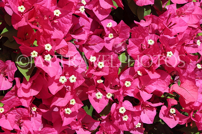 BAHRAIN, Manama, Bougainvillea flowers, BHR2273JPL