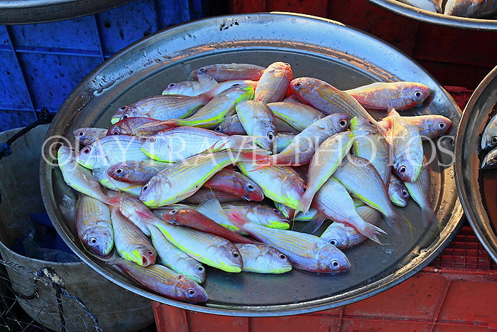 BAHRAIN, Muharraq, Hidd Fish Market, BHR2384JPL