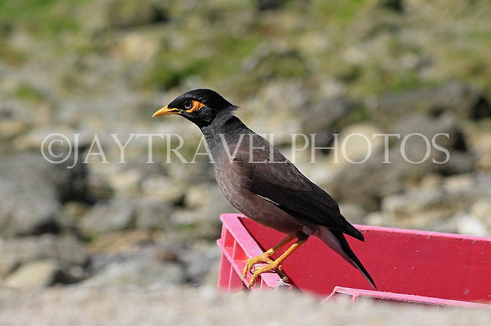 BAHRAIN, Mynah bird, BHR1886PL