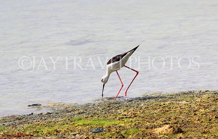 BAHRAIN, coast by Al Jasra, Black Winged Stilt, BHR1676JPL