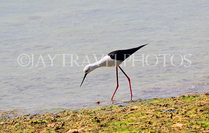 BAHRAIN, coast by Al Jasra, Black Winged Stilt, BHR1677JPL