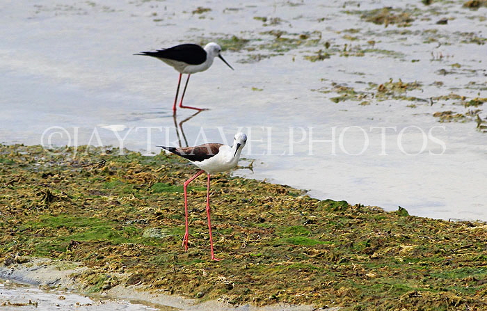 BAHRAIN, coast by Al Jasra, Black Winged Stilt, BHR1678JPL
