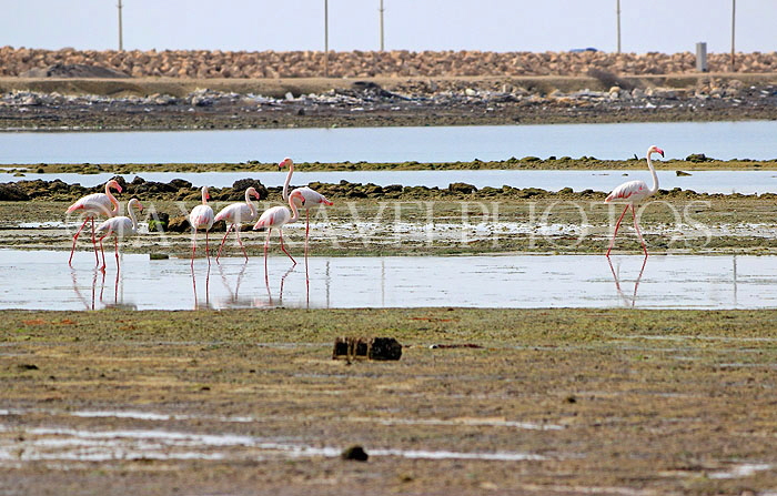 BAHRAIN, coast by Al Jasra, Flamingos, at low tide, BHR1674JPL
