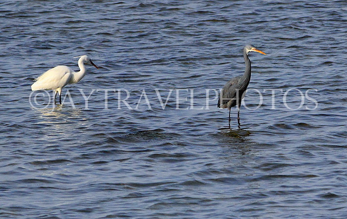 BAHRAIN, coast by Al Jasra, Herons, BHR1946JPL