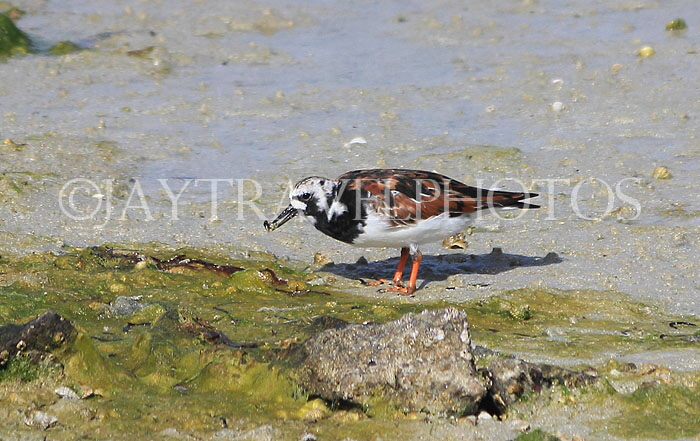 BAHRAIN, coast by Al Jasra, Sand Plover, BHR1457JPL
