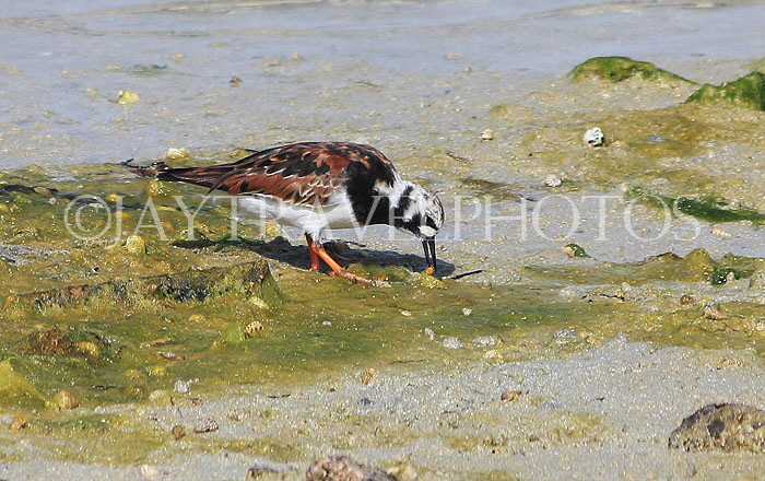BAHRAIN, coast by Al Jasra, Sand Plover, BHR1458JPL