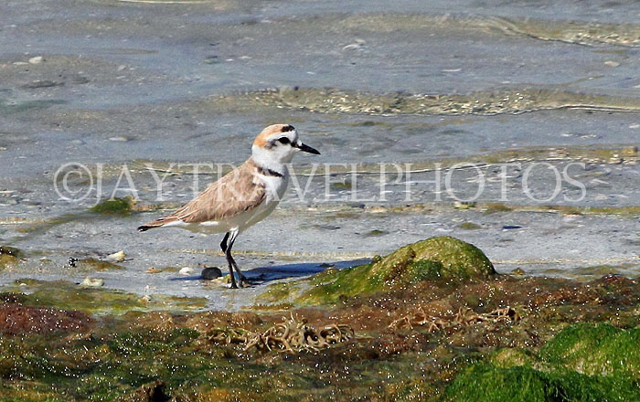 BAHRAIN, coast by Al Jasra, Sand Plover, BHR1941JPL