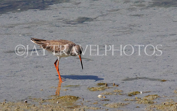 BAHRAIN, coast by Al Jasra, Sandpiper, BHR1943JPL