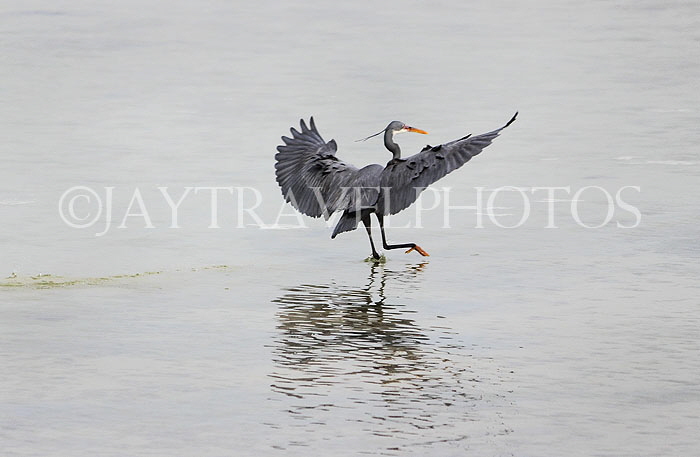 BAHRAIN, coast by Al Jasra, Western Reef Heron, BHR1454JPL