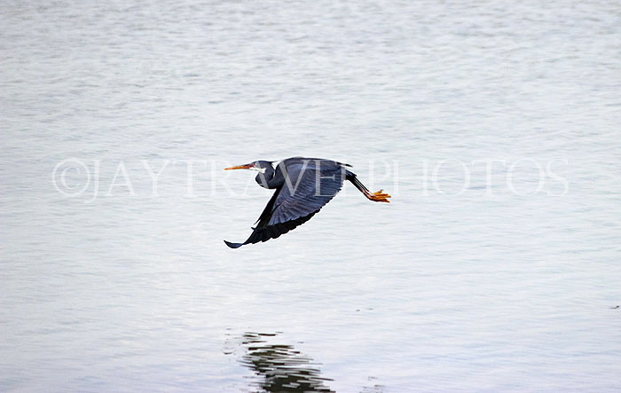 BAHRAIN, coast by Al Jasra, Western Reef Heron, BHR1455JPL