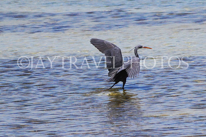 BAHRAIN, coast by Al Jasra, Western Reef Heron, BHR1885JPL