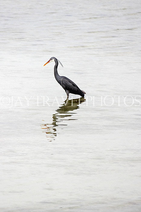 BAHRAIN, coast by Al Jasra, Western Reef Heron looking for fish, BHR1451JPL
