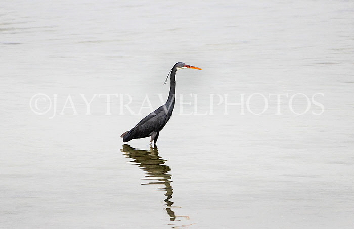 BAHRAIN, coast by Al Jasra, Western Reef Heron looking for fish, BHR1453JPL