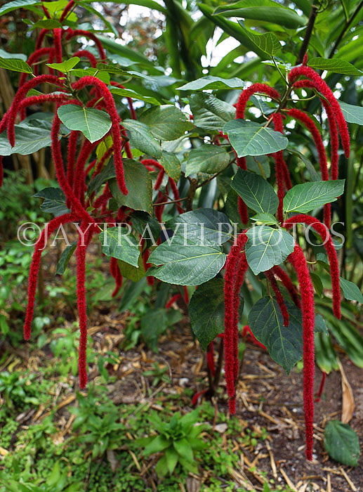 BARBADOS, Andromeda Gardens, Amaranthus flowers, BAR578JPL