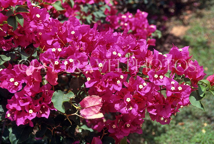 BARBADOS, Andromeda Gardens, Bougainvillea flowers, BAR350JPL