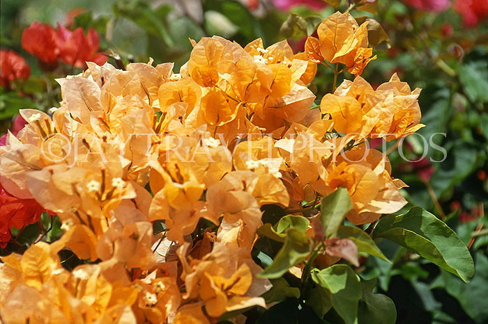 BARBADOS, Andromeda Gardens, Bougainvillea flowers, BAR352JPL
