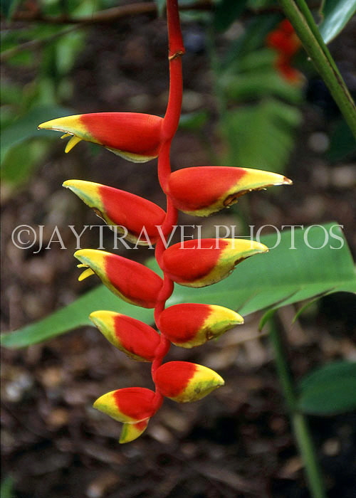 BARBADOS, Andromeda Gardens, Crab Claw flowers, BAR356JPL