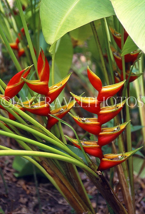 BARBADOS, Andromeda Gardens, Heliconia flowers, BAR357JPL