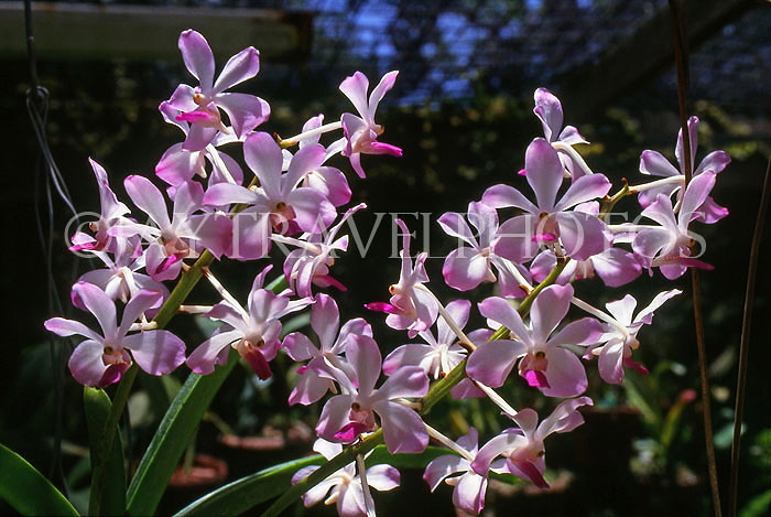 BARBADOS, Andromeda Gardens, Spray Orchids, BAR354JPL