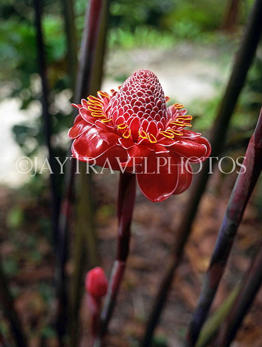 BARBADOS, Andromeda Gardens, Torch Ginger Flower, BAR577JPL