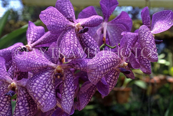 BARBADOS, Andromeda Gardens, Vanda Orchids, BAR353JPL