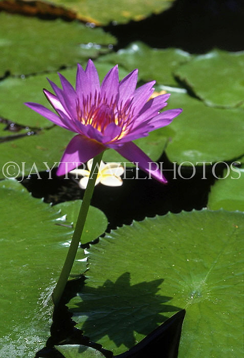 BARBADOS, Andromeda Gardens, Water Lily, BAR349JPL