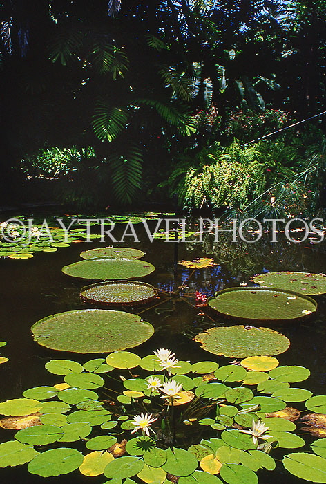 BARBADOS, Andromeda Gardens, Water Lily Pond, BAR435JPL