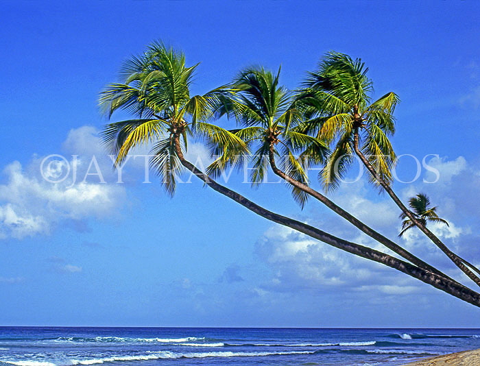 BARBADOS, West Coast, seascape and leaning coconut trees, BAR1364JPL