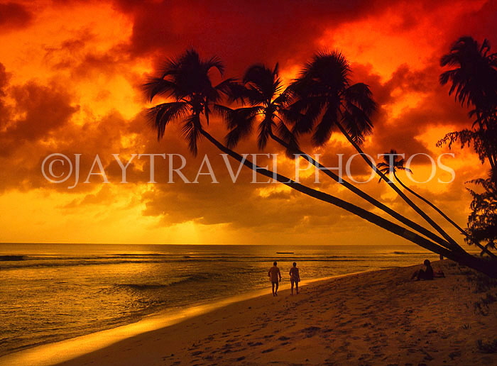 BARBADOS, West Coast, sunset and leaning coconut trees, BAR534JPL