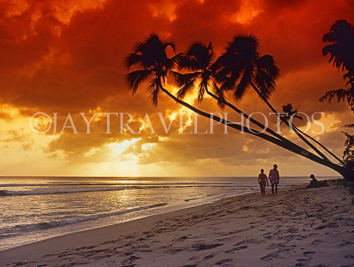 BARBADOS, West Coast, sunset and leaning coconut trees, tourist couple, BAR535JPL