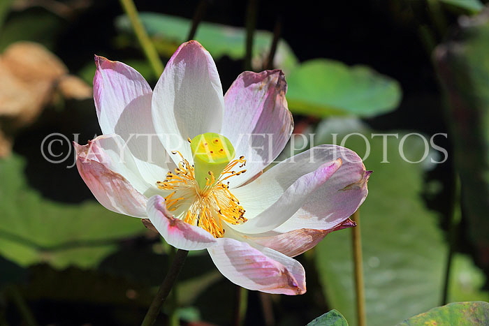CAMBODIA, Siem Reap, Wat Preah Prom Rath, temple gardens, Lotus flower, CAM2142JPL