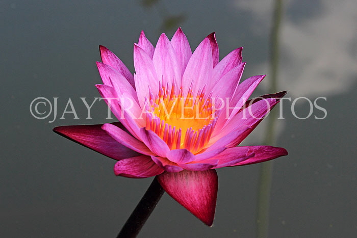 CAMBODIA, Siem Reap, Wat Preah Prom Rath, temple gardens, Water Lily, CAM2150JPL