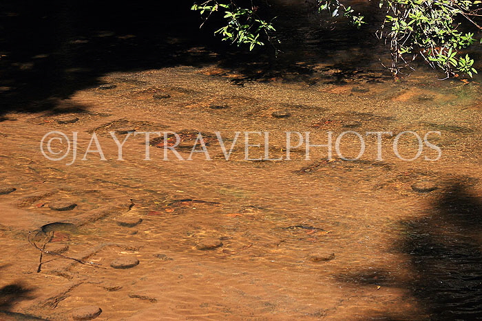 CAMBODIA, Siem Reap Prov, Kulen Mountain, River of 1000 Lingas, CAM2433JPL