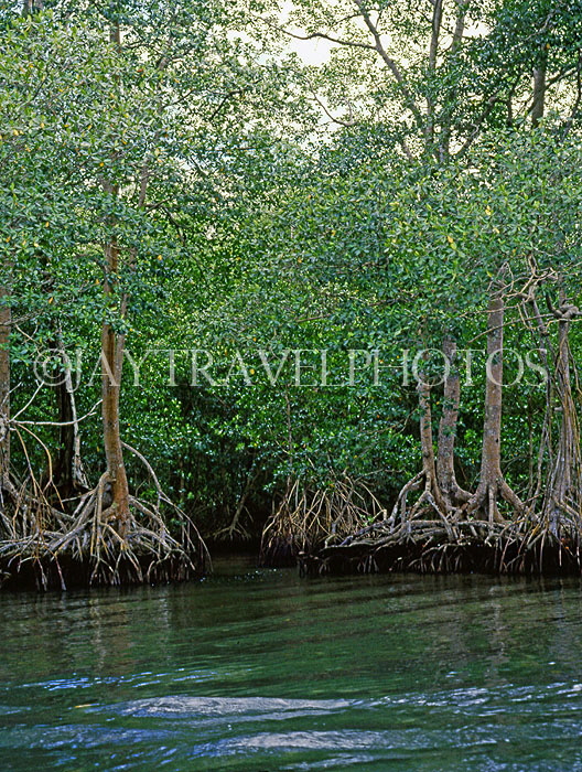 DOMINICAN REPUBLIC, North Coast, Rio San Juan, Gri Gri Lagoon, mangrove swamp, DR275JPL