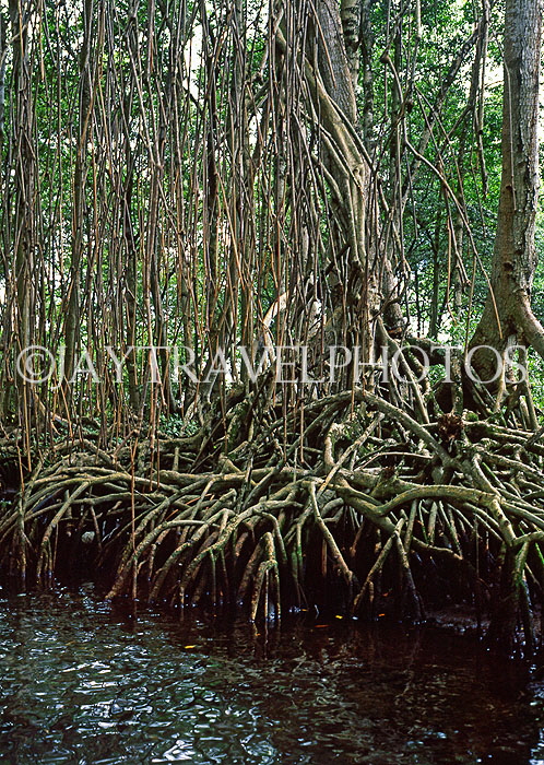 DOMINICAN REPUBLIC, North Coast, Rio San Juan, Gri Gri Lagoon, mangrove swamp, DR387JPL